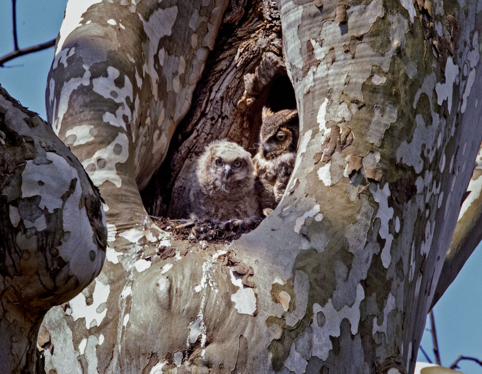 Mt Joy owls